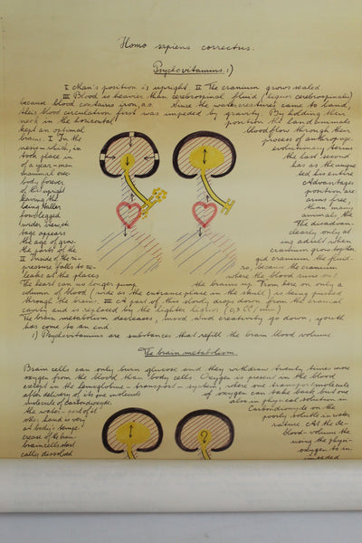 Homo Sapiens Correctus