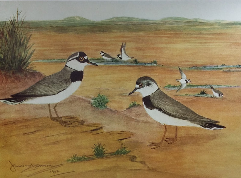 The Birds of Kent
