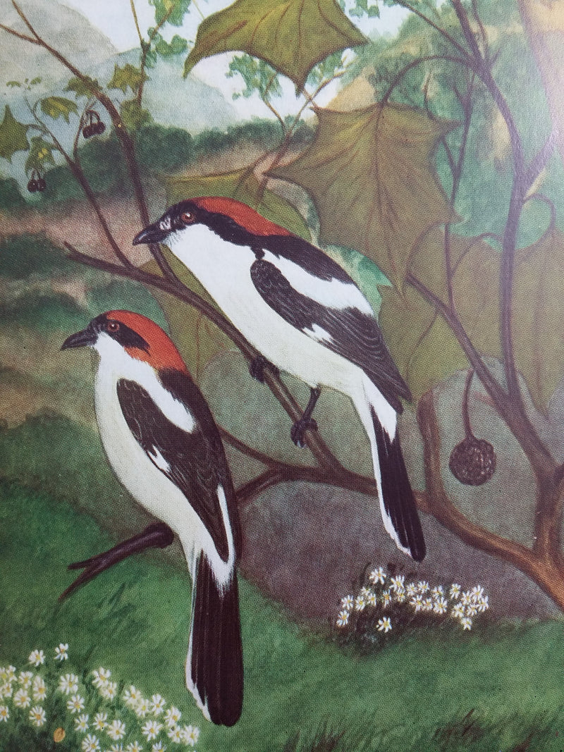 The Birds of Kent